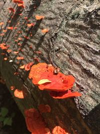 Close-up of orange on tree trunk