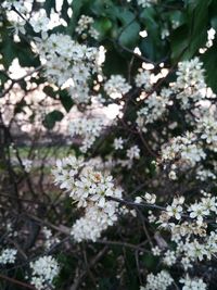 White apple blossoms in spring