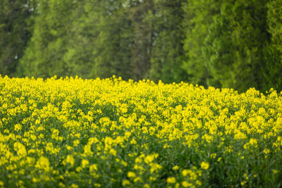 Scenic view of oilseed rape field