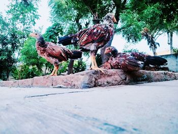 Birds on a tree