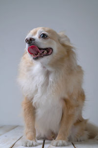 Dog looking away while sitting on floor