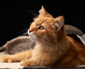 Adult red cat lies on a woolen blanket, dark background, animal looks away