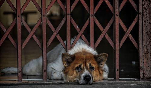 Portrait of dog in zoo