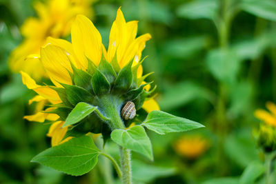 Close-up of yellow flowering plant