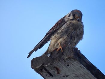 Low angle view of bird perching on wooden post against clear sky