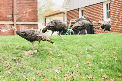 Pigeons on grass