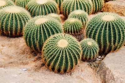 Close-up of cactus growing on field