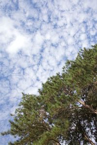 Low angle view of trees against cloudy sky