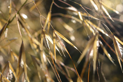 Close-up of wheat