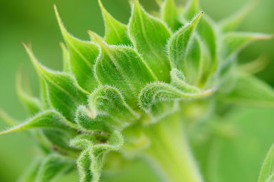 Close-up of green leaves