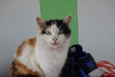 Portrait of cat sitting against wall at home