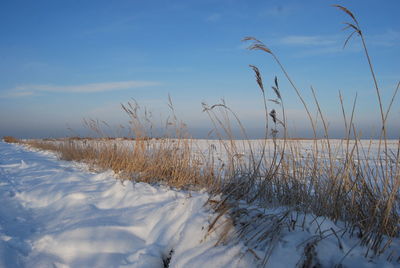 Plants on land during winter against sky