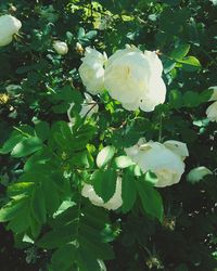 Close-up of white flowers blooming on tree