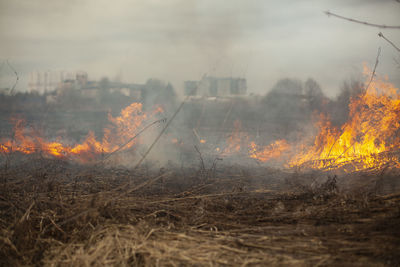 Dry grass is burning. fire in the field in spring. burning dead wood over a large area. 