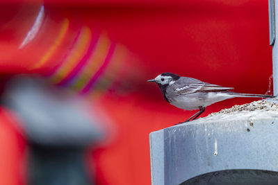 Close-up of bird perching on railing