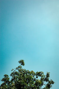 Low angle view of tree against blue sky