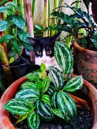 Portrait of cat amidst potted plants