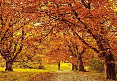 Trees on field during autumn