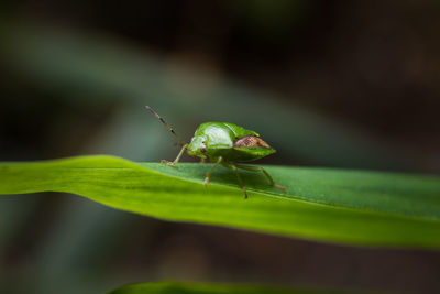 Close-up of green shield bug on freah leaf