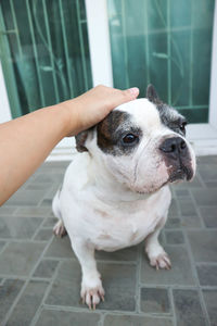 Close-up of dog hand on tiled floor