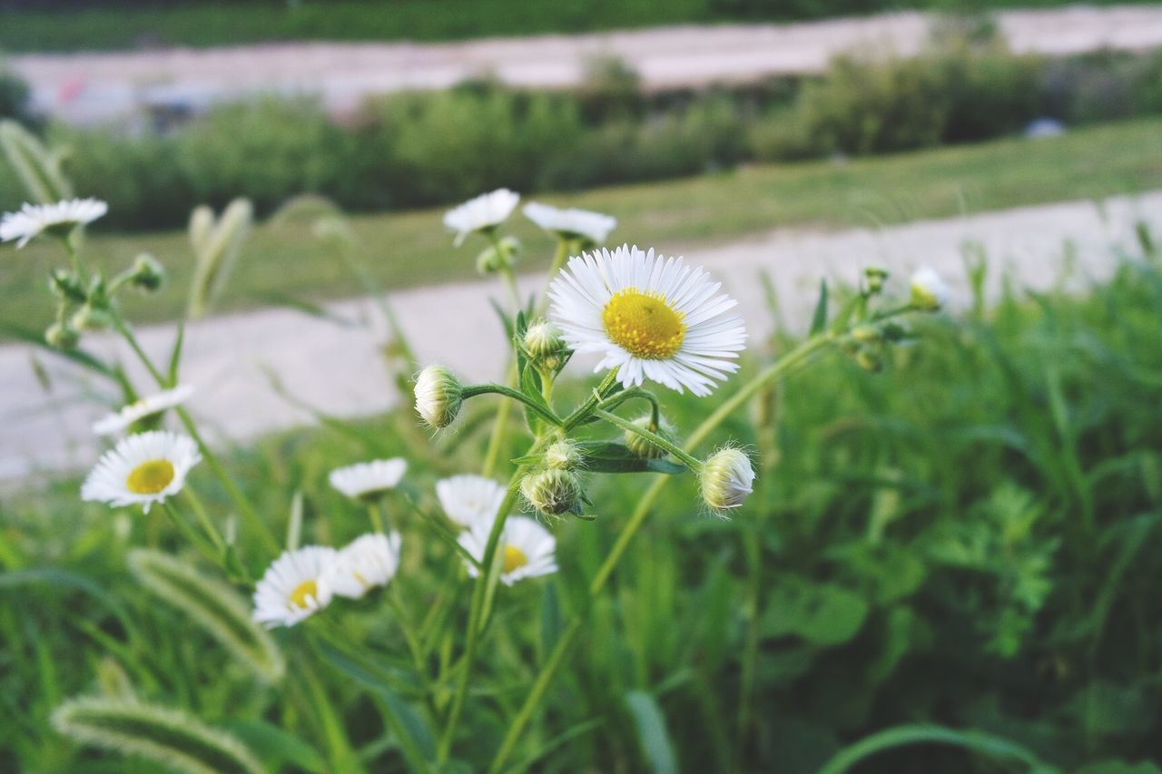 flower, freshness, fragility, growth, petal, flower head, daisy, white color, beauty in nature, field, blooming, nature, grass, plant, focus on foreground, in bloom, wildflower, selective focus, close-up, stem