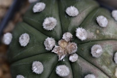 High angle view of succulent plant