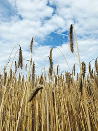 Close-up of wheat field against sky