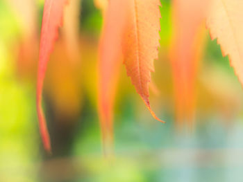 Close-up of plant