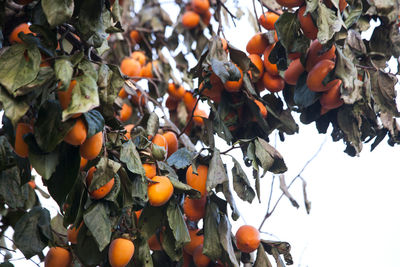Low angle view of persimmons growing on tree against sky