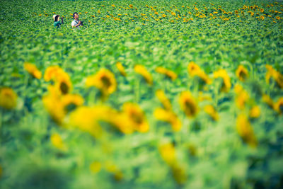 People photographing amidst sunflowers