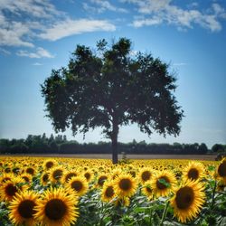 Scenic view of sunflower field against sky