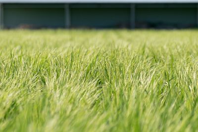 Close-up of wheat field