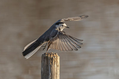 Close-up of bird perching on wooden post