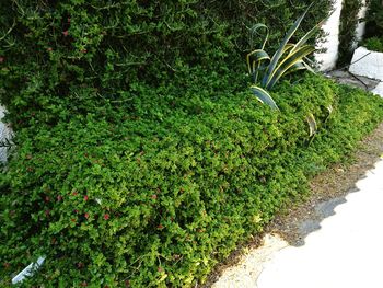 Plants growing on field