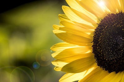 Close-up of sunflower