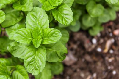 Close-up of fresh green leaves