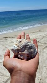 Close-up of hand holding shell on beach