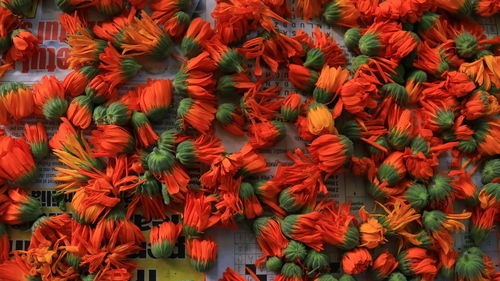 Full frame shot of red flowering plants