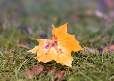 Close-up of dry maple leaf on land