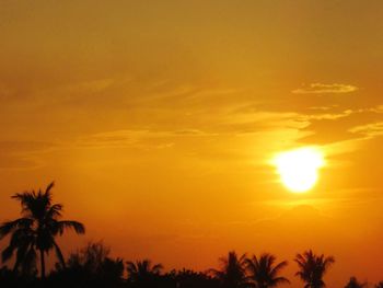 Palm trees at sunset