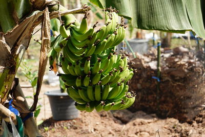 View of fruit growing on tree