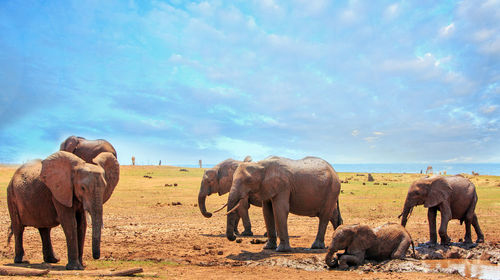 Elephant in a field