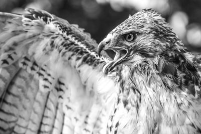 Close-up of birds