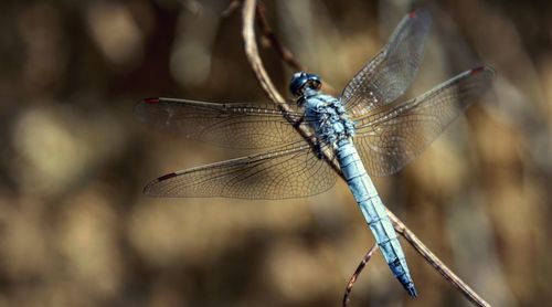 Close-up of dragonfly on twig