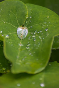 Close-up of leaves in water