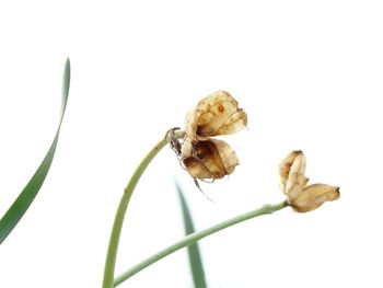 Close-up of insect on flower against white background