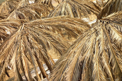 Full frame shot of wheat field