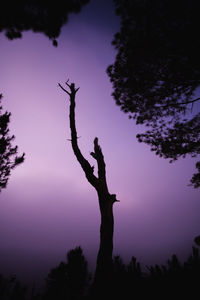 Low angle view of silhouette tree against sky at sunset