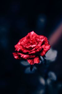 Close-up of red rose