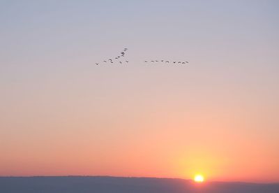 Bird flying over the sky at sunset